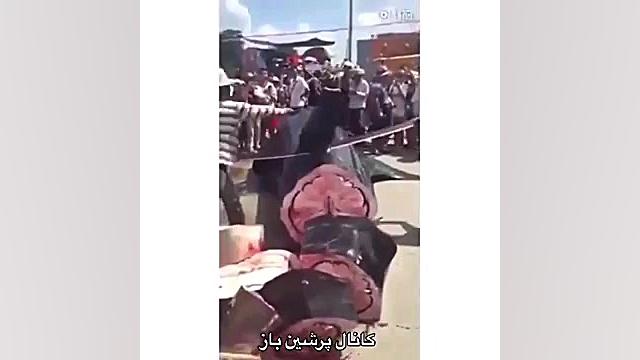 تیکه تیکه کردن کوسه ماهی