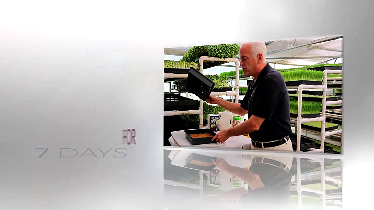 How To Grow The Best Wheatgras...