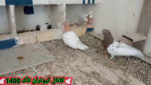 نمایشی از جوجه.کله زرد و کله س...