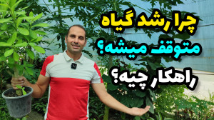 دلایل استپ رشد گیاهان