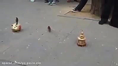 گنجشک هایی که صدقه جمع میکنند...