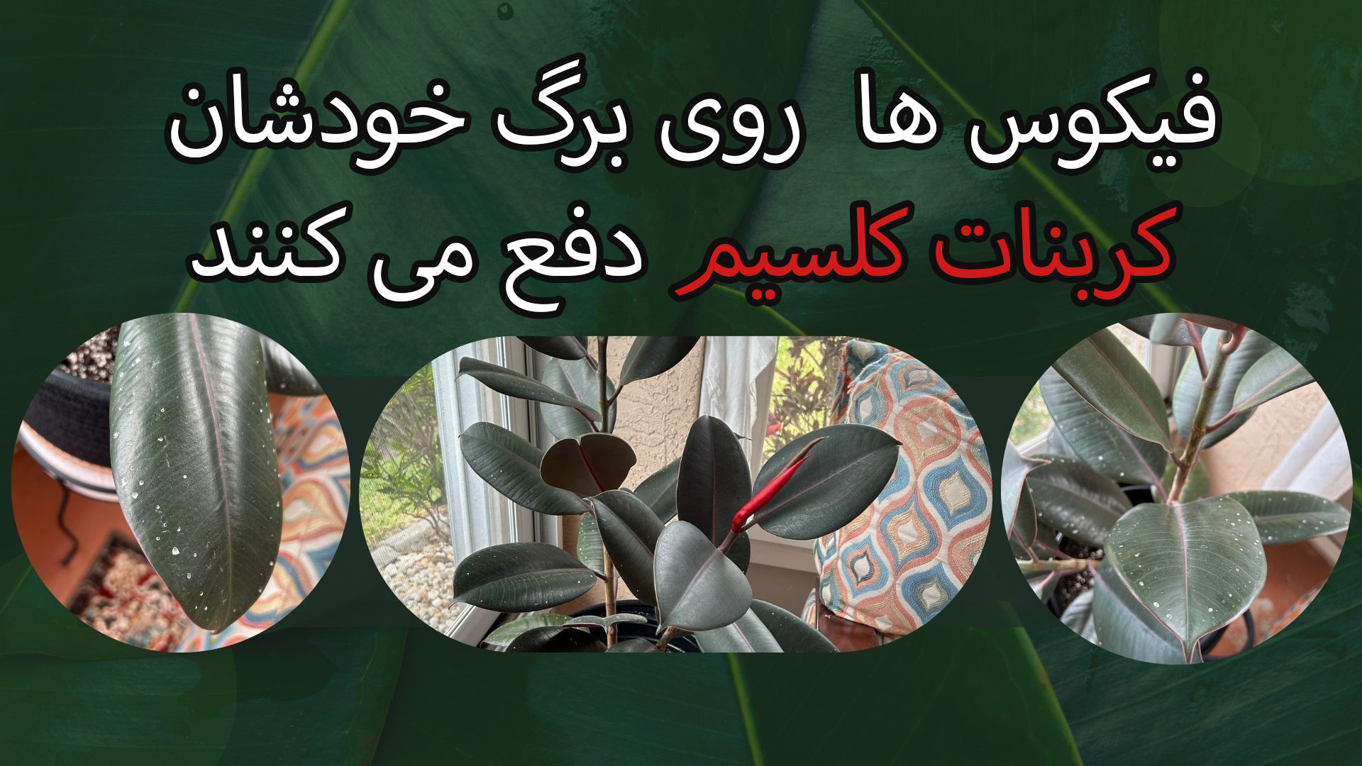 فیکوس ها گیاهانی که روی برگ خو...