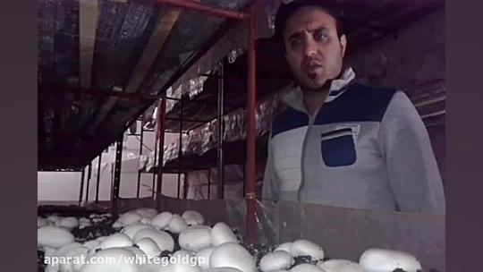 پرورش قارچ در کاشان آموزش صفر...