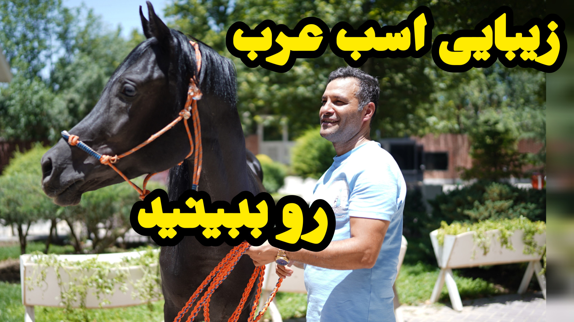 یه اسب عرب استثنایی