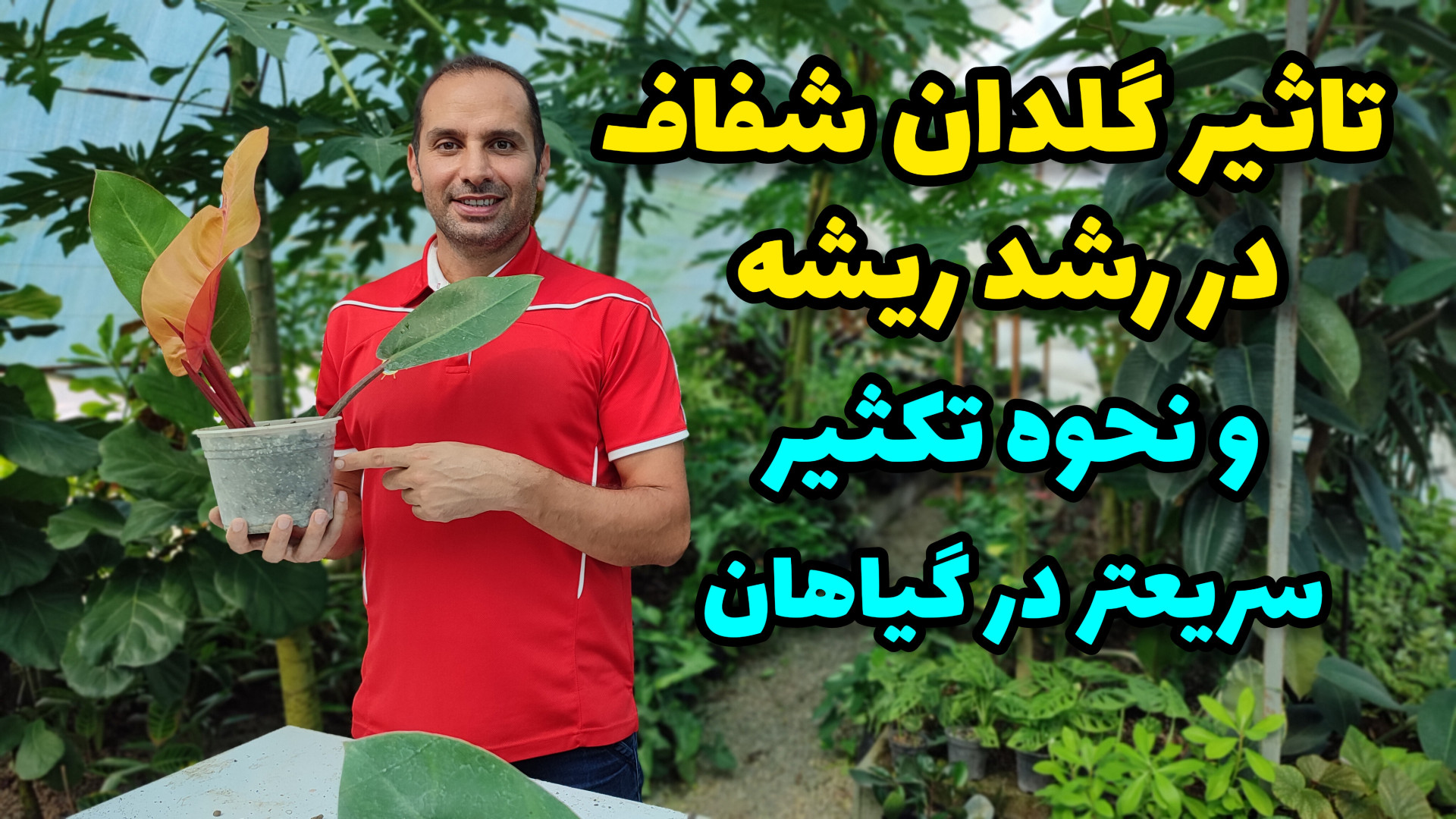 استفاده از گلدان شفاف باعث رشد...