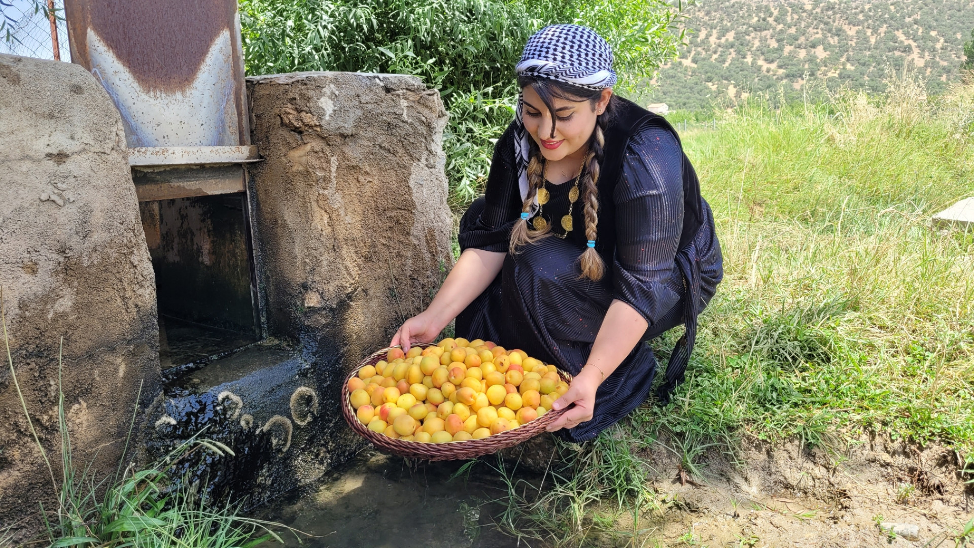 روش قدیمی آماده سازی زردآلو بر...