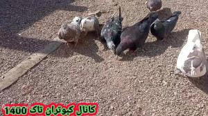 غریب گیری