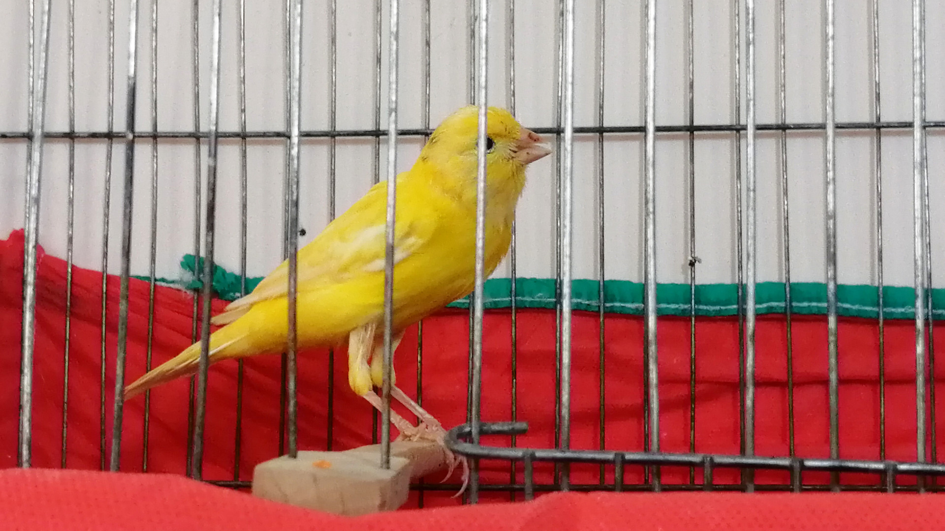 صدای آواز قناری ماده مست