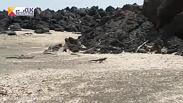 حمله وحشتناک و دسته جمعی مارها...