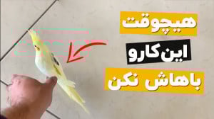 چی کار کنم عروس هلندی ازم نترس...