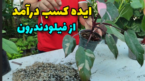ایده کسب درآمد در گیاهان خانوا...