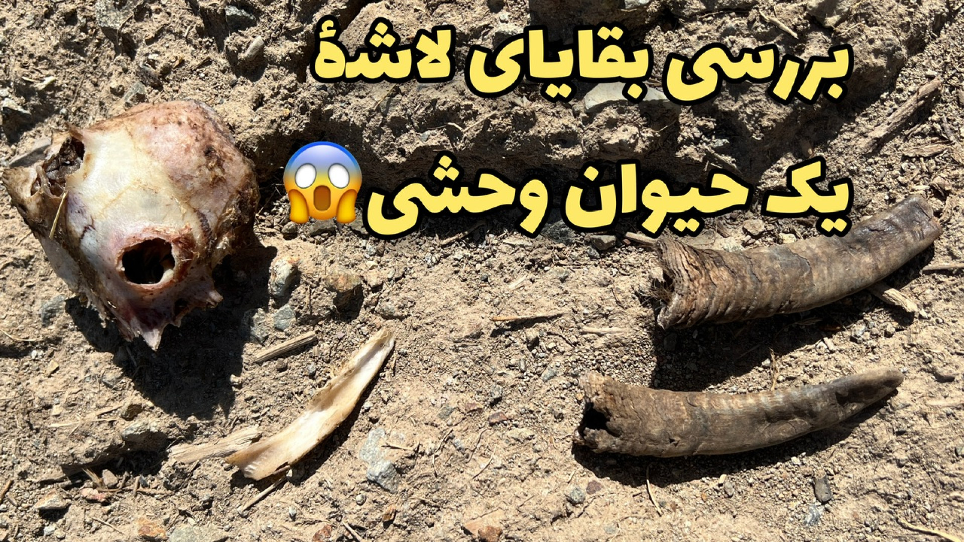 بررسی آثار لاشه شکار شده توسط...