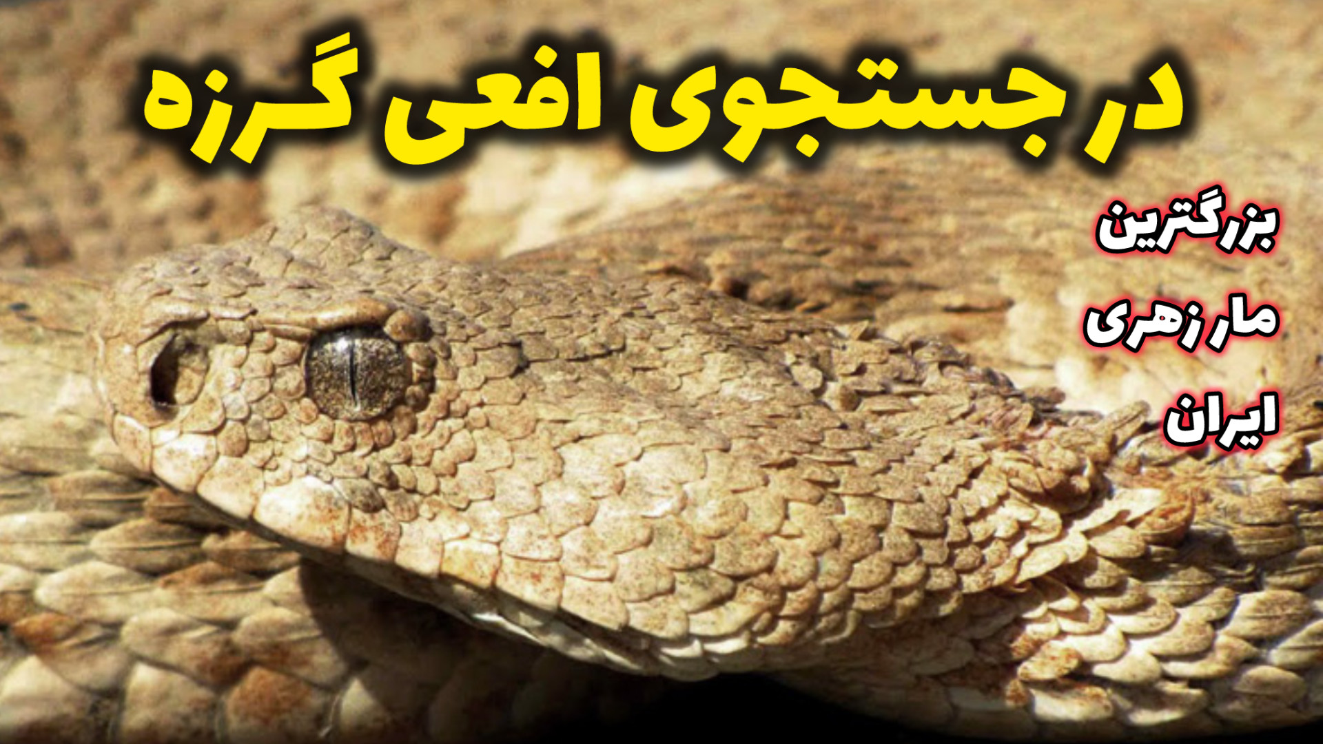 در جستجوی افعی گرزه ؛ بزرگترین...