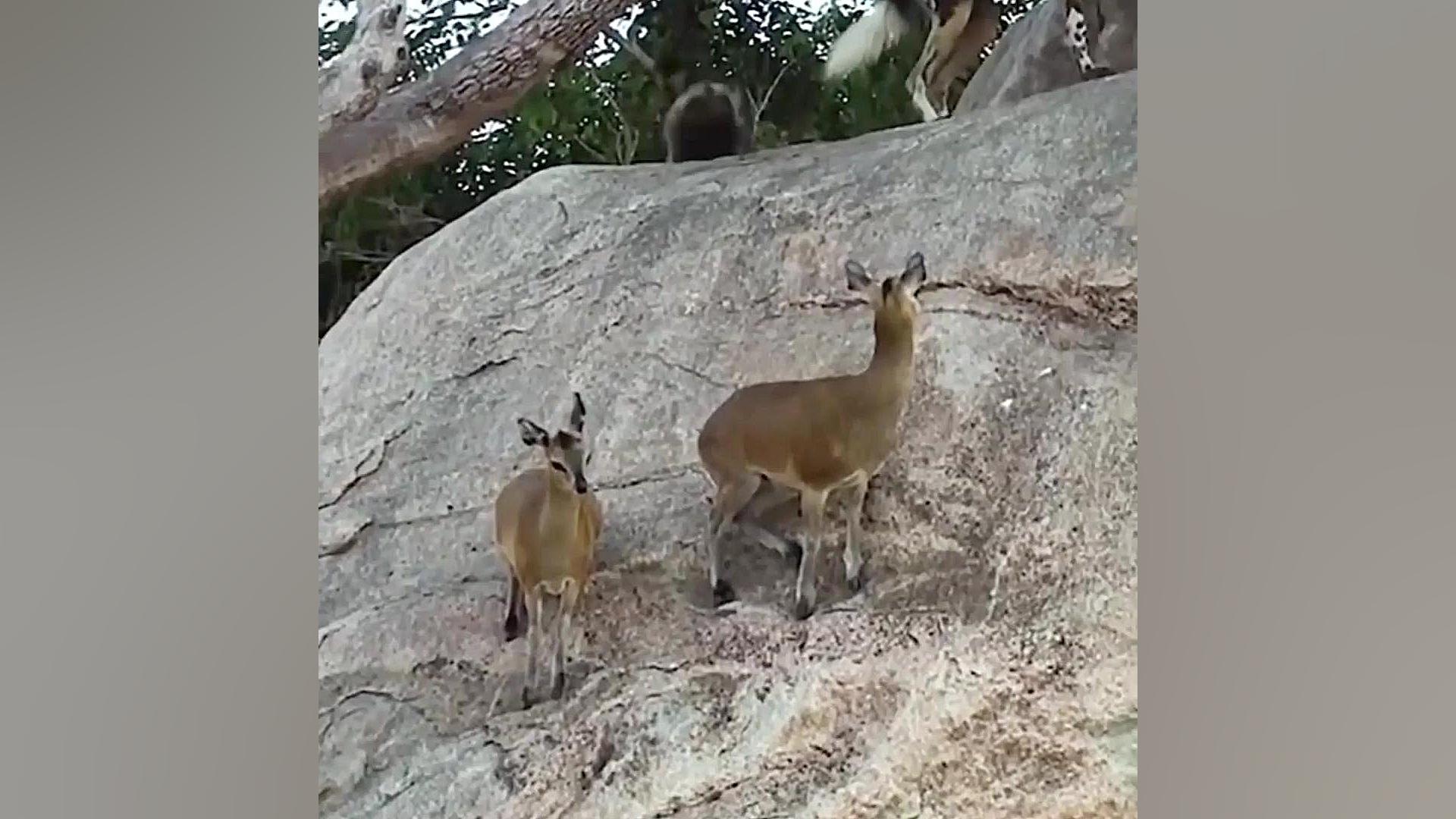 نبرد بر فراز صخره؛ آهوی کوهی م...