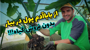 کسب درآمد از گیاه بابا آدم بدو...