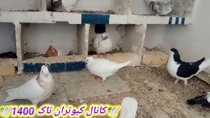 گنجه جوجه کشی وکبوترام و وجواب...