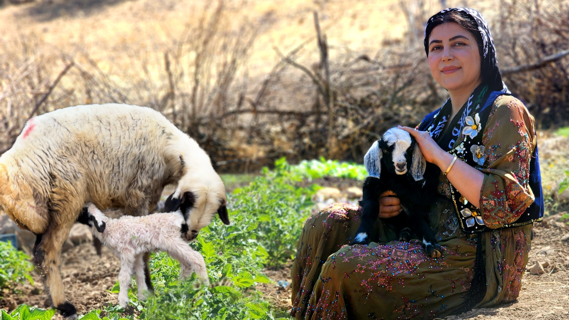 پخت شامی کباب بر روی آتش به سب...