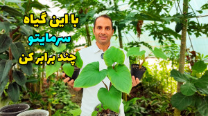 با پرورش این گیاه ، سرمایتو چن...