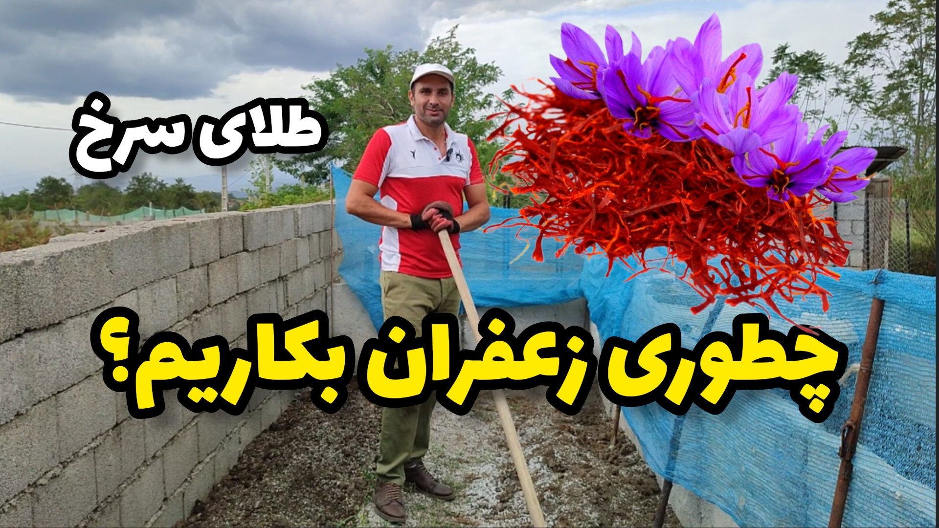 نحوه کاشت زعفران ، طلای سرخ.
