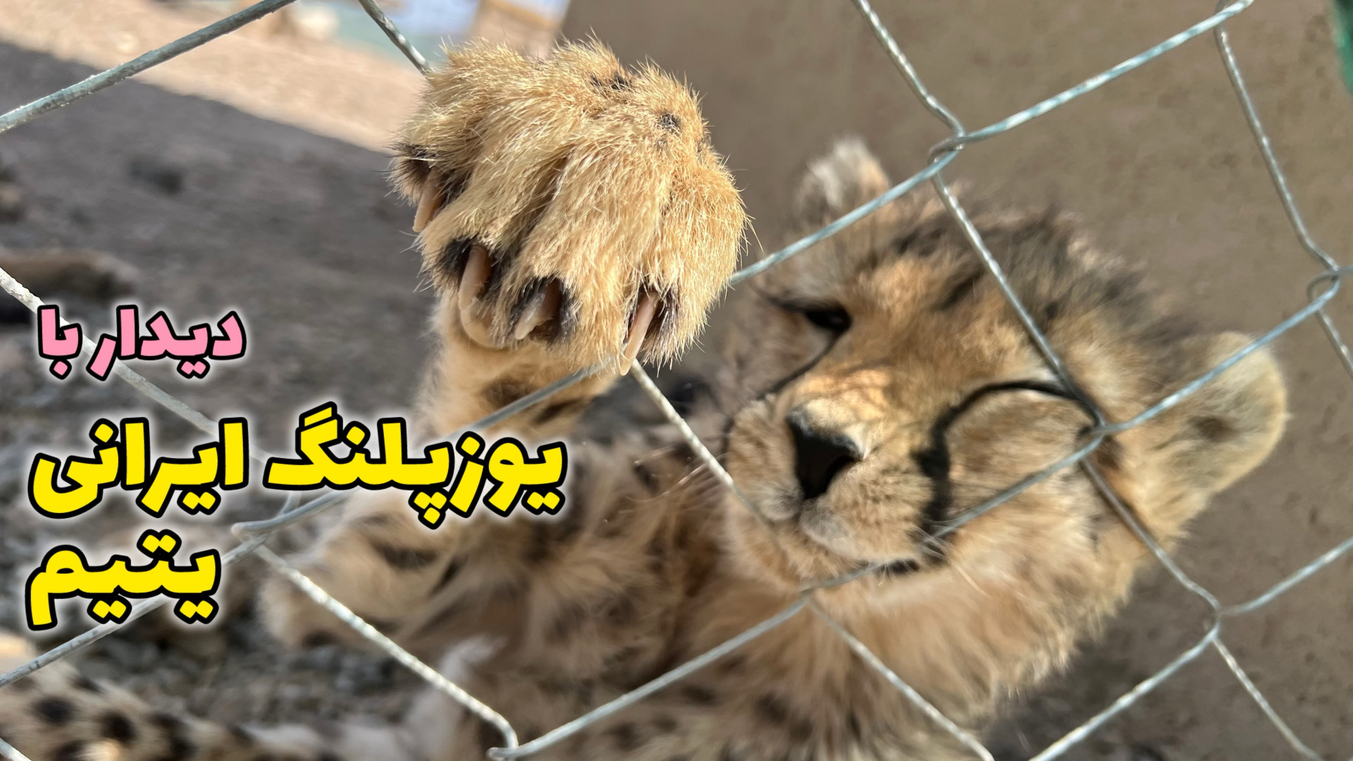 دیدار با آذر و توران ؛ یوزپلنگ...