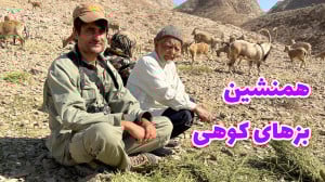 پیرزن و پیرمردی که همنشین بزها...