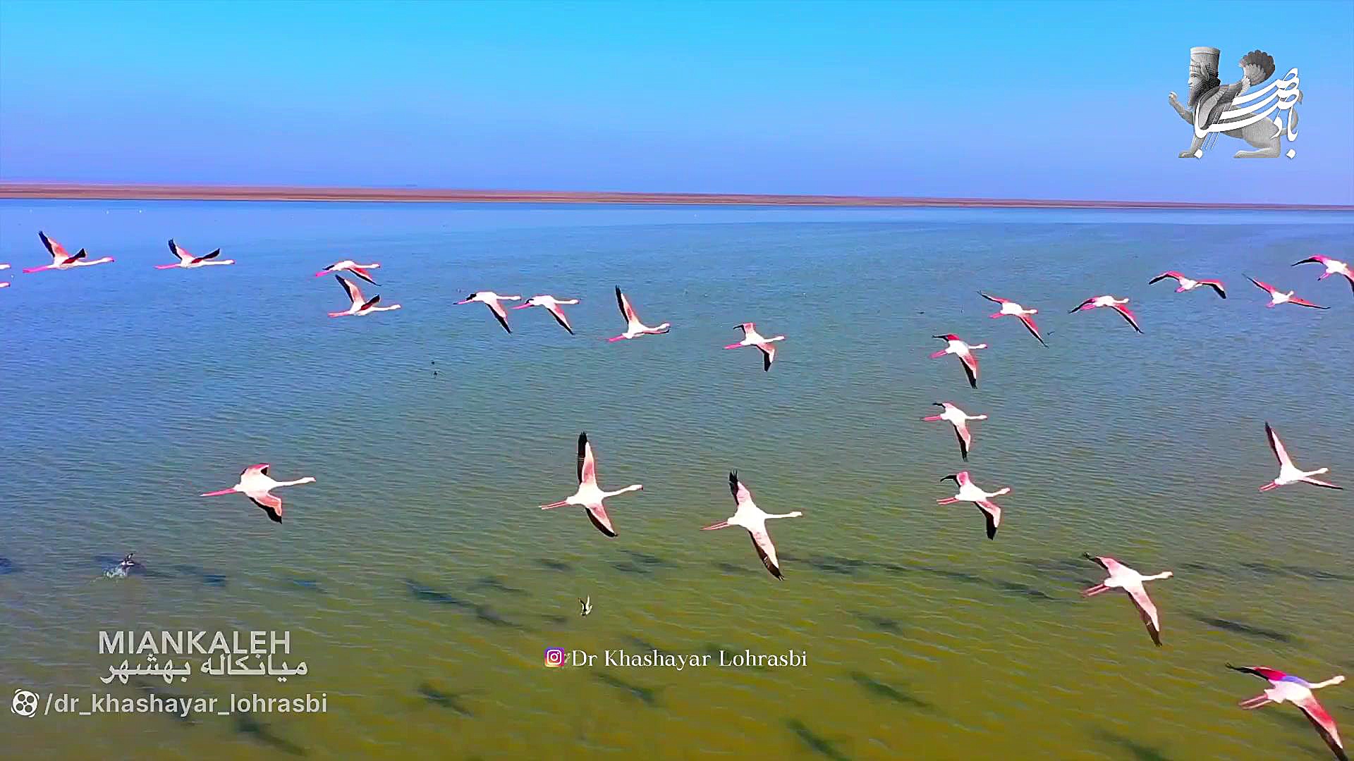 ديار عاشقى هايم