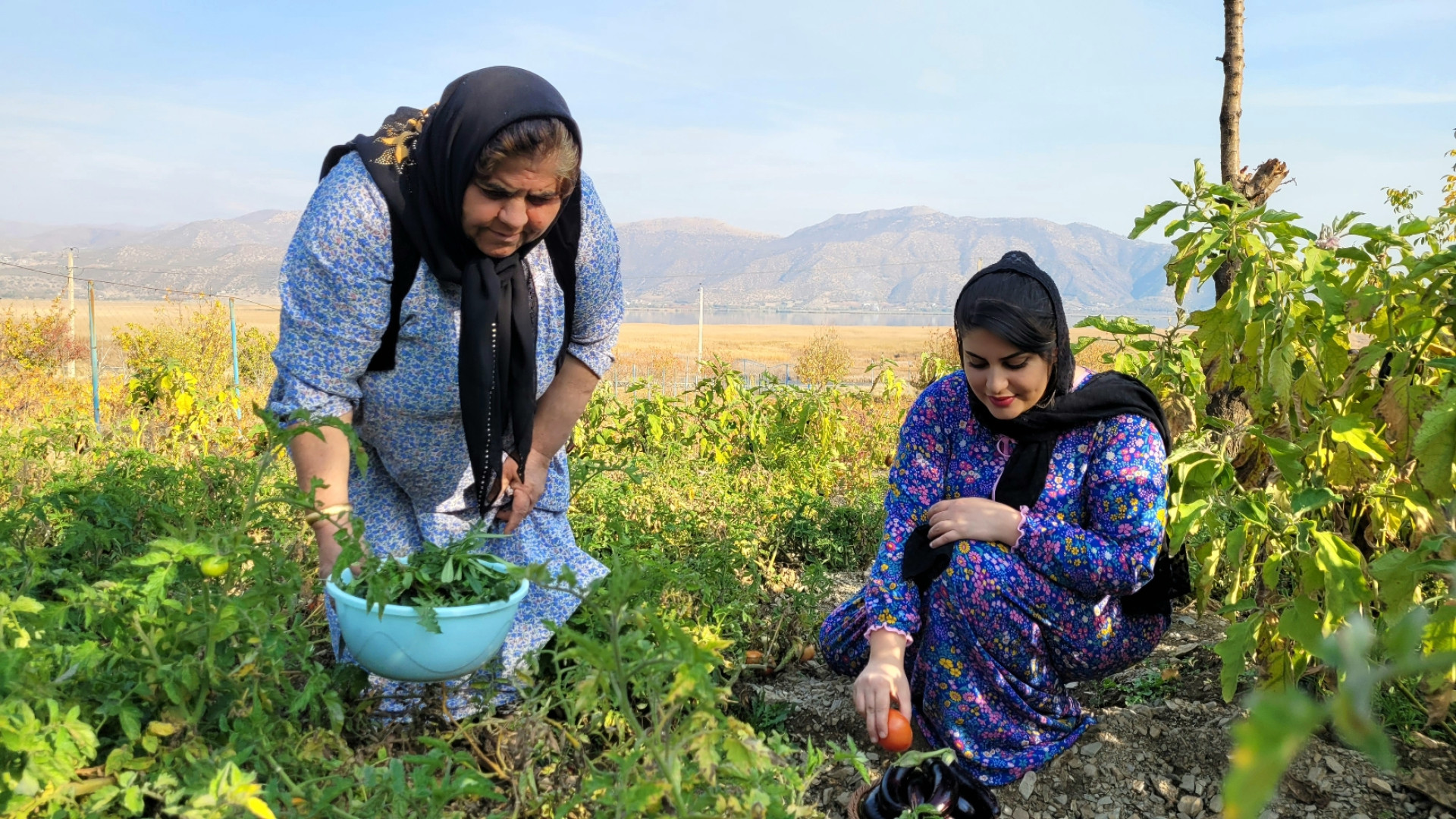 برداشت تا پخت گیاهان کوهستانی...