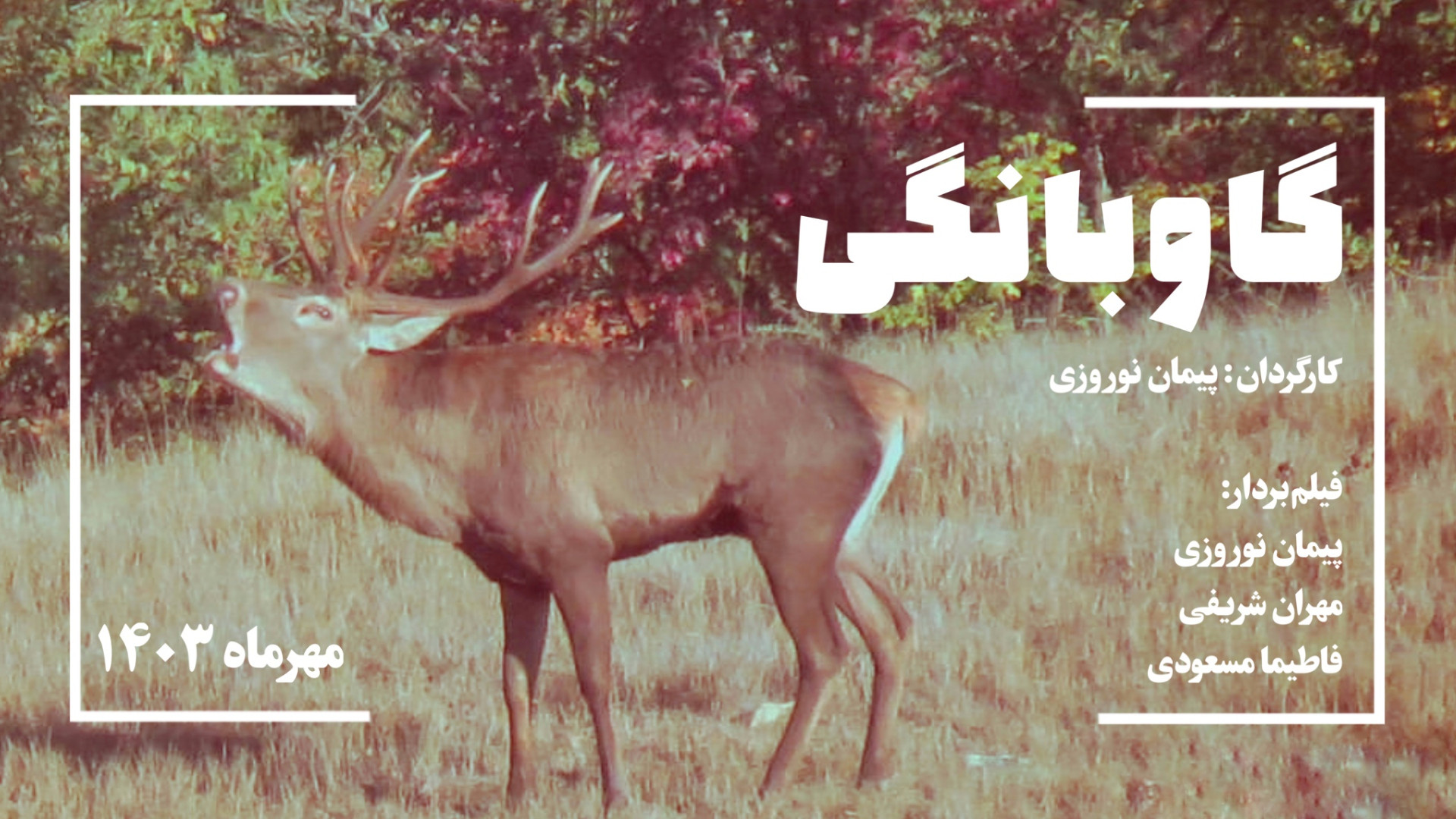 گاوبانگی، سفر به وقت جفتگیری گ...