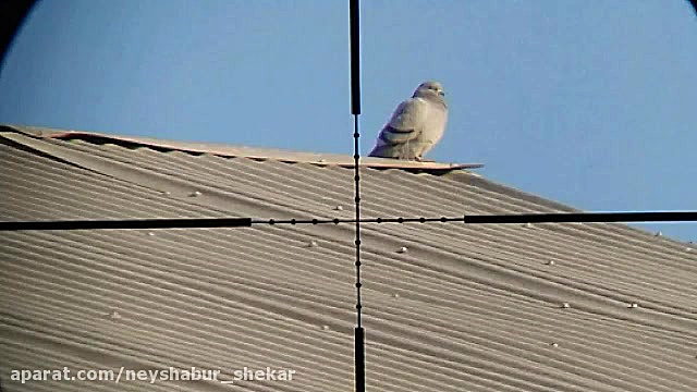 شکار کبوتر با pcp پانچر