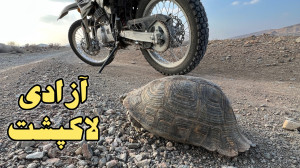 آزادسازی لاکپشت در دامان طبیعت