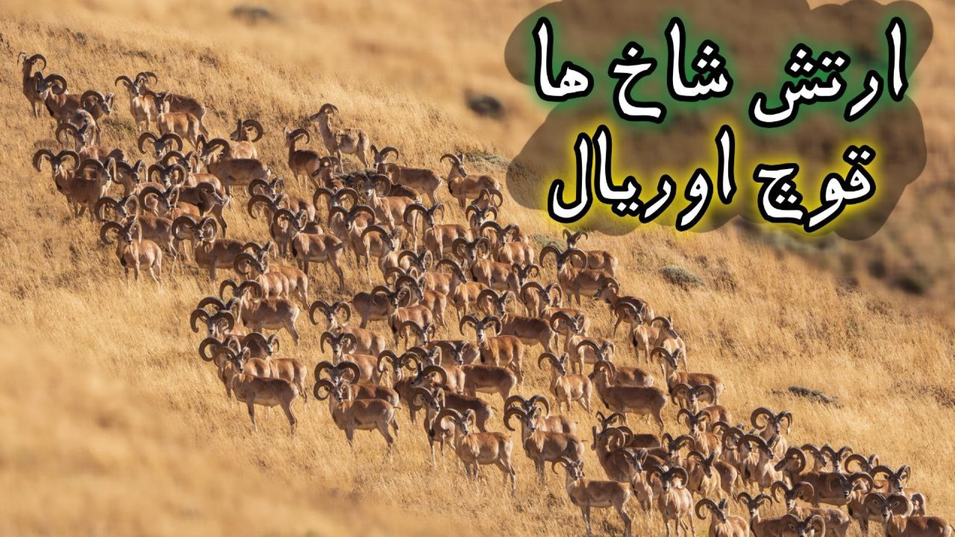 قوچ اوریال بزرگ‌ترین قوچ ایران...