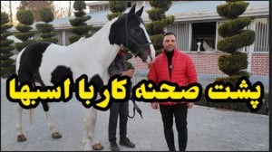 پشت صحنه و زیباترین اسبها