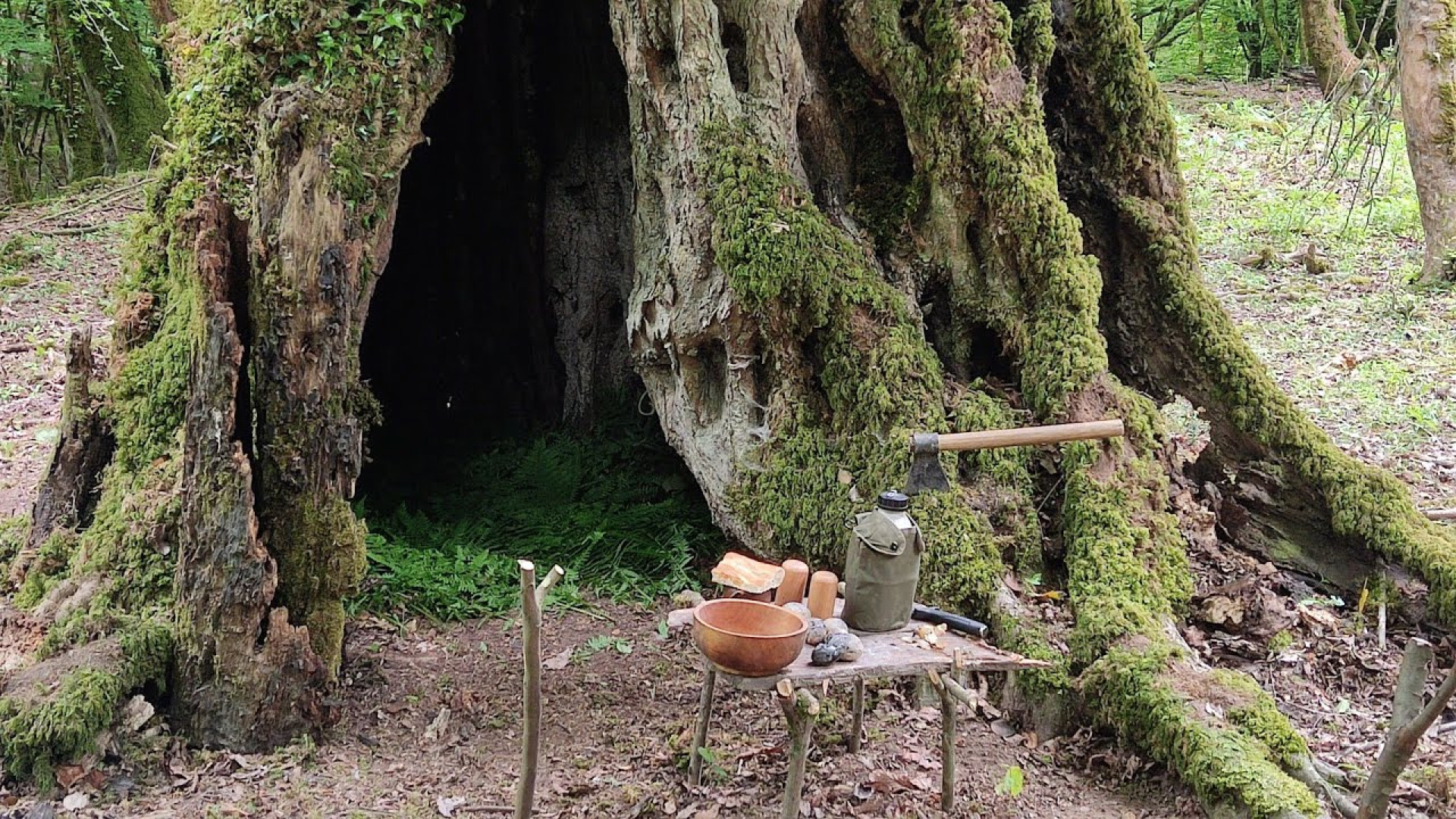 تبدیل سوراخ درخت کوچک به پناهگ...