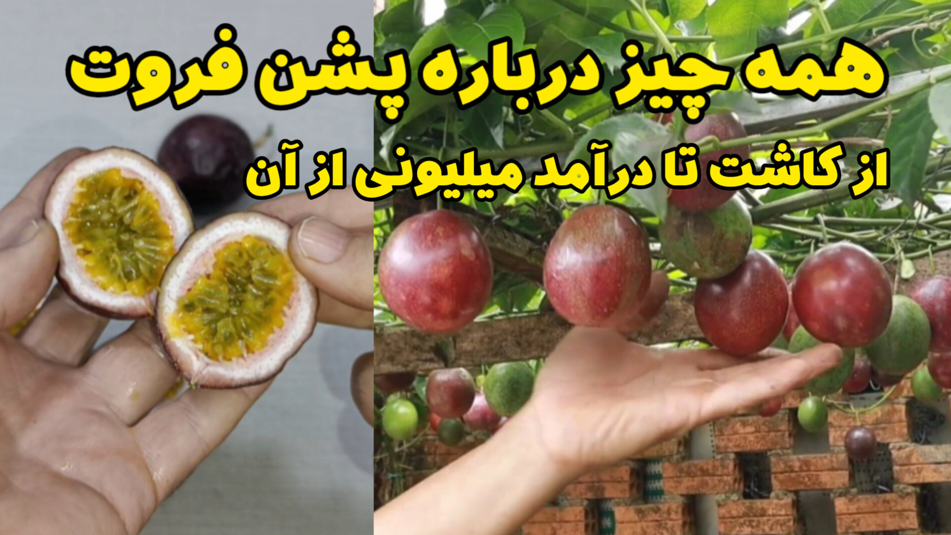 پشن فروت  معرفی، پرورش و نگهدا...