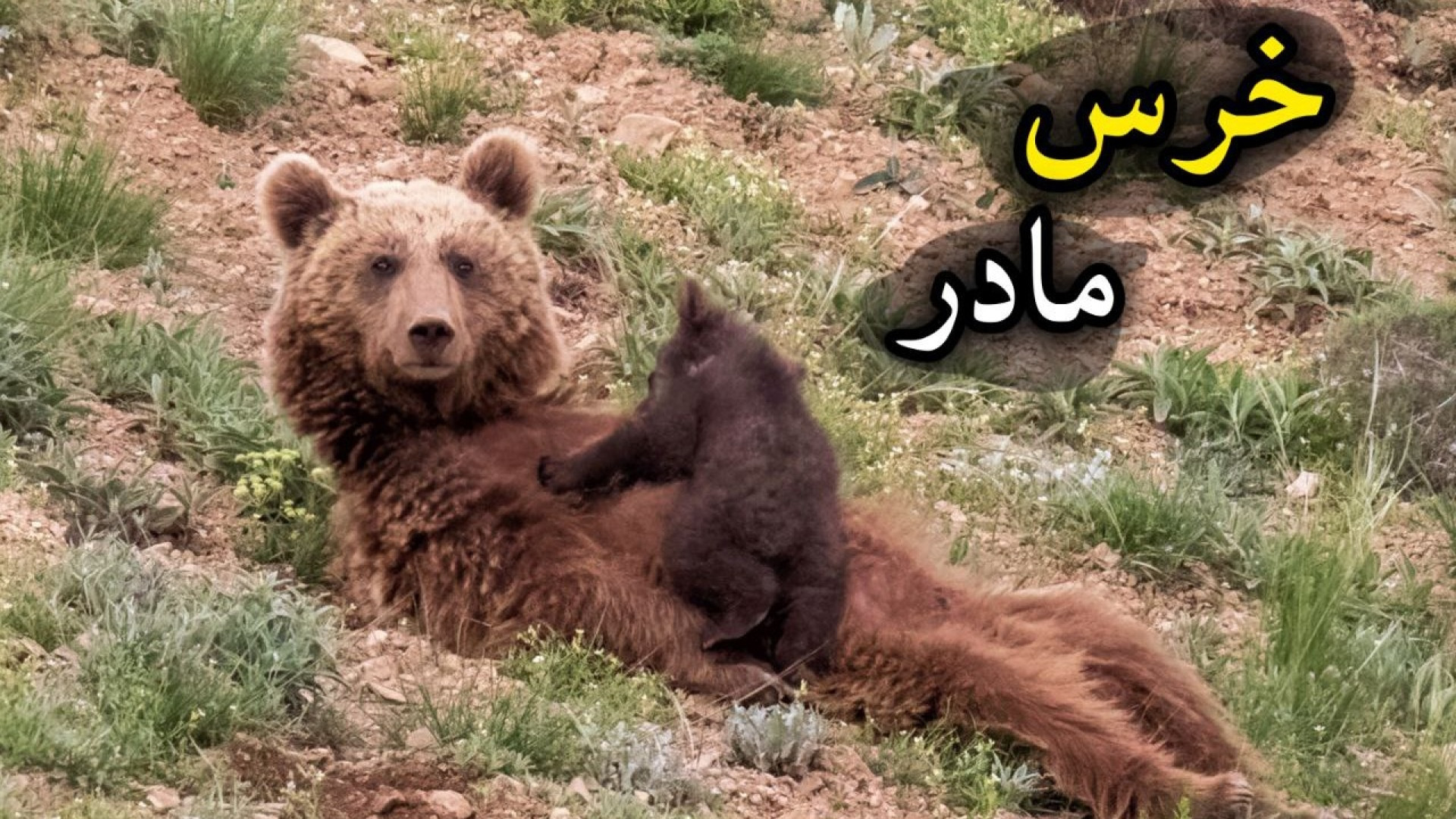لحظاتی ناب از شیر خوردن توله خ...