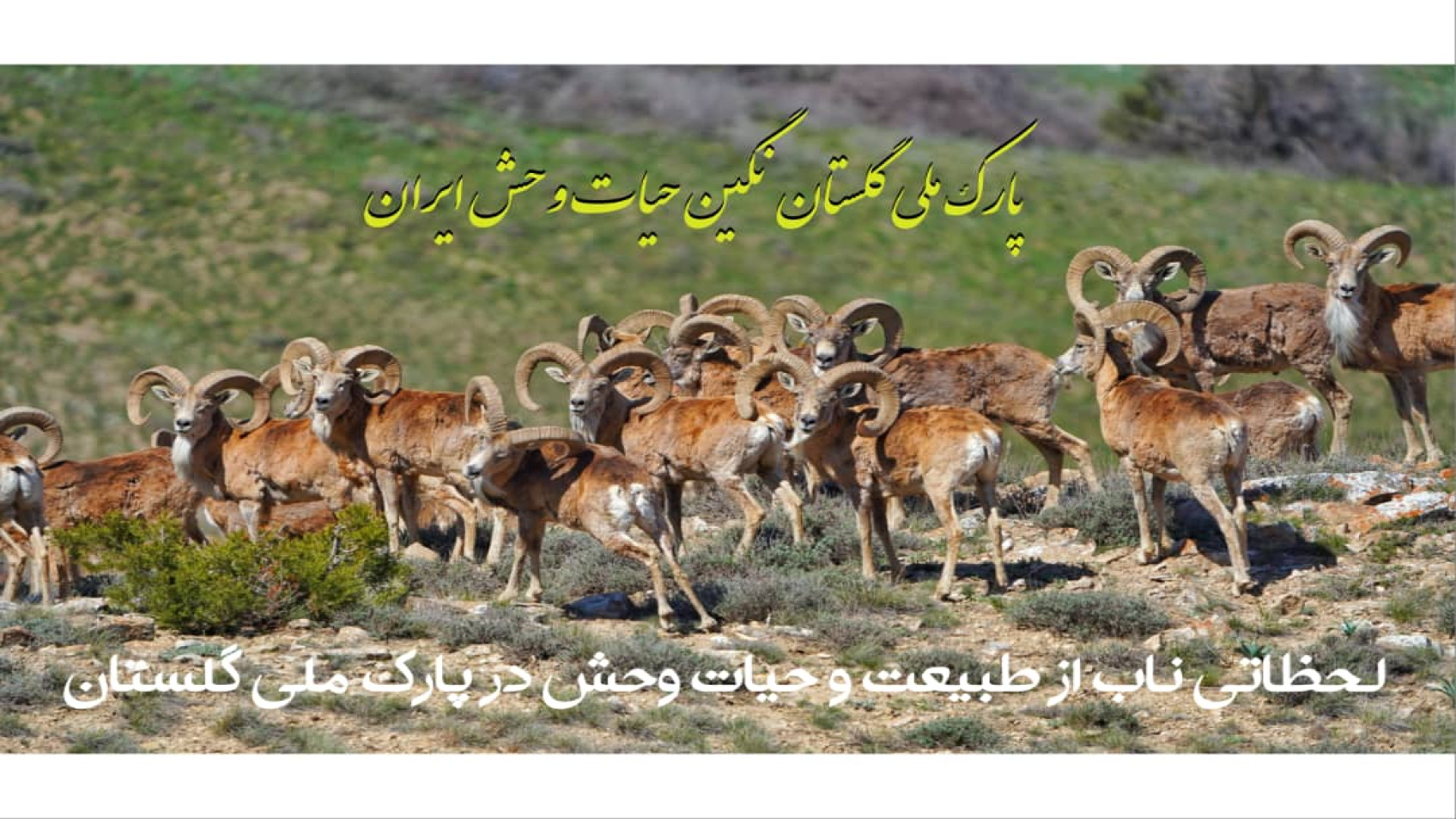 گوشه ای از طبیعت و حیات وحش زی...