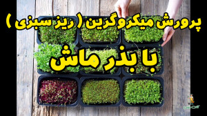 کاشت میکروگرین یا ریز سبزی با...