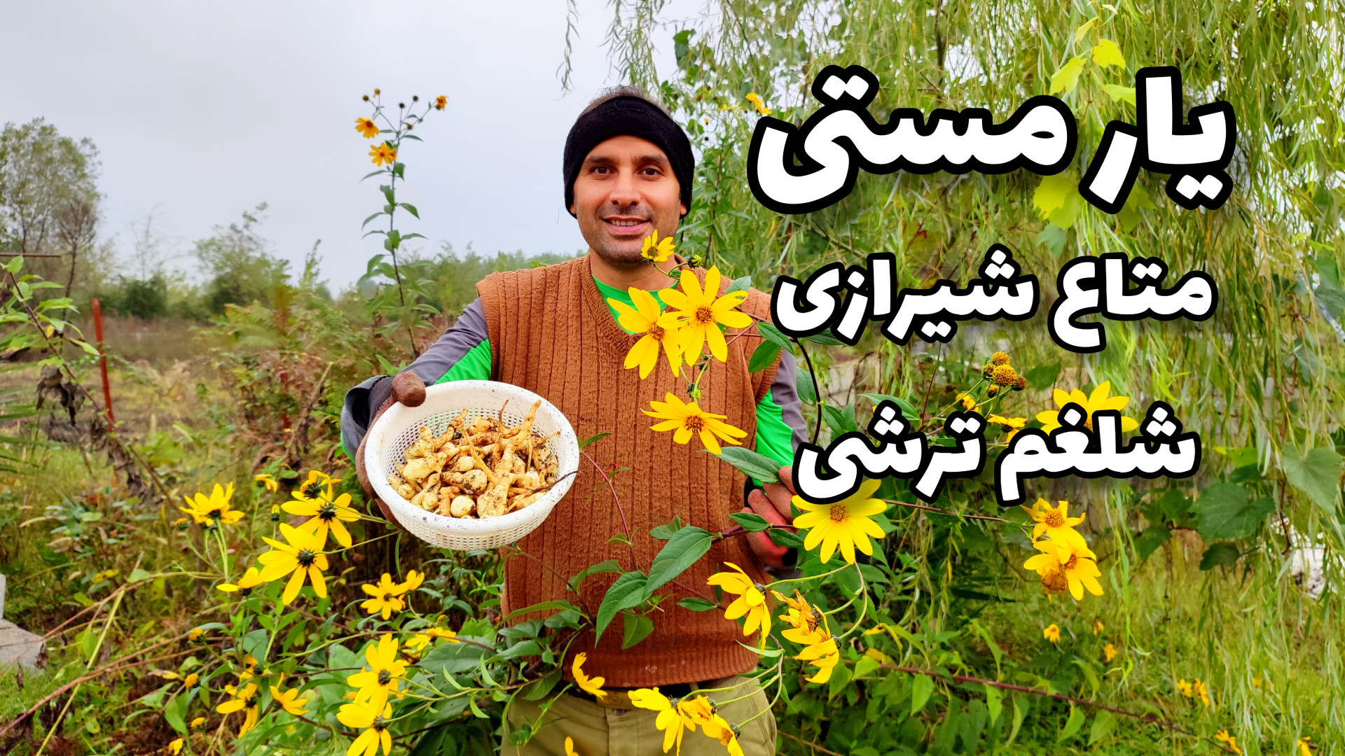 کاشت شلغم شیرازی یا سیب‌زمینی...