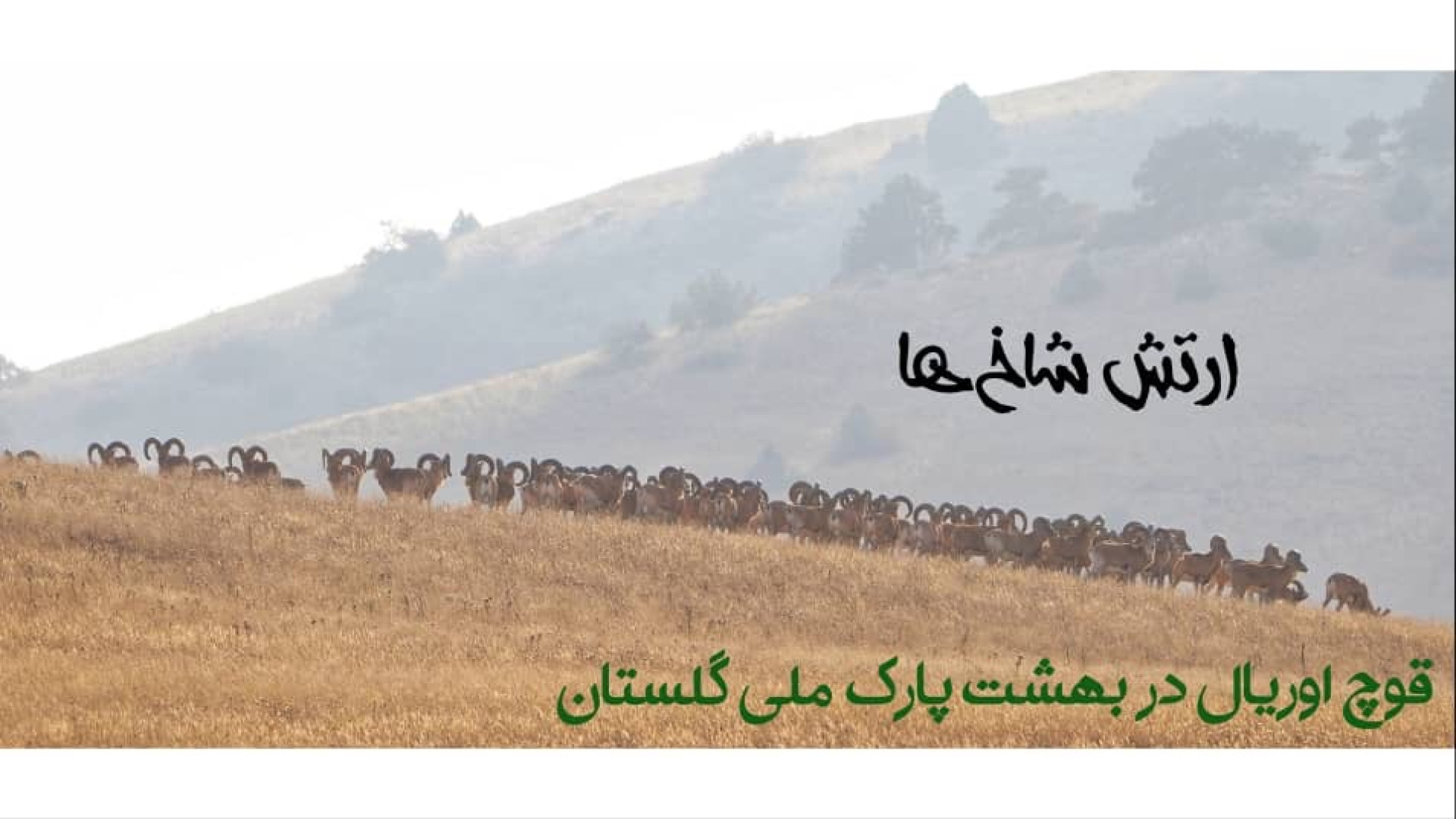 قوچ اریال یا گوسفند وحشی