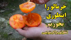 راحت ترین روش خوردن خرمالو!!!...