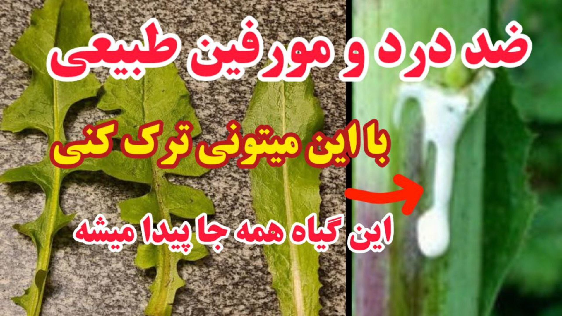 کاهوی وحشی یک گیاه دارویی و مو...