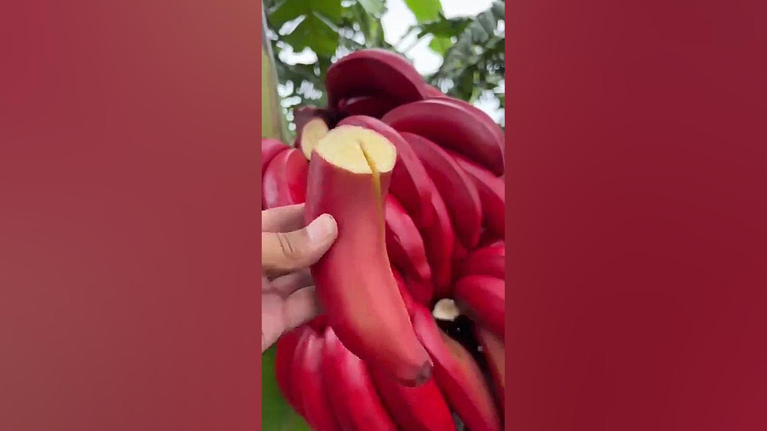 موز قرمز دیده بودید؟