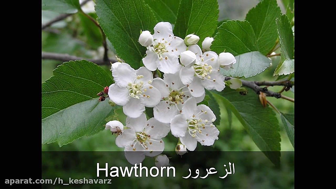 نام انواع گل ها به زبان عربی ه...
