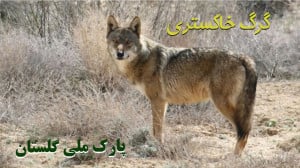 آفتاب گرفتن گرگ های خاکستری بع...