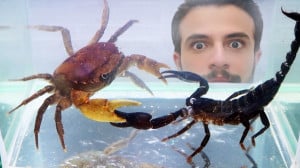 جنگ واقعی خرچنگ و عقرب !!
