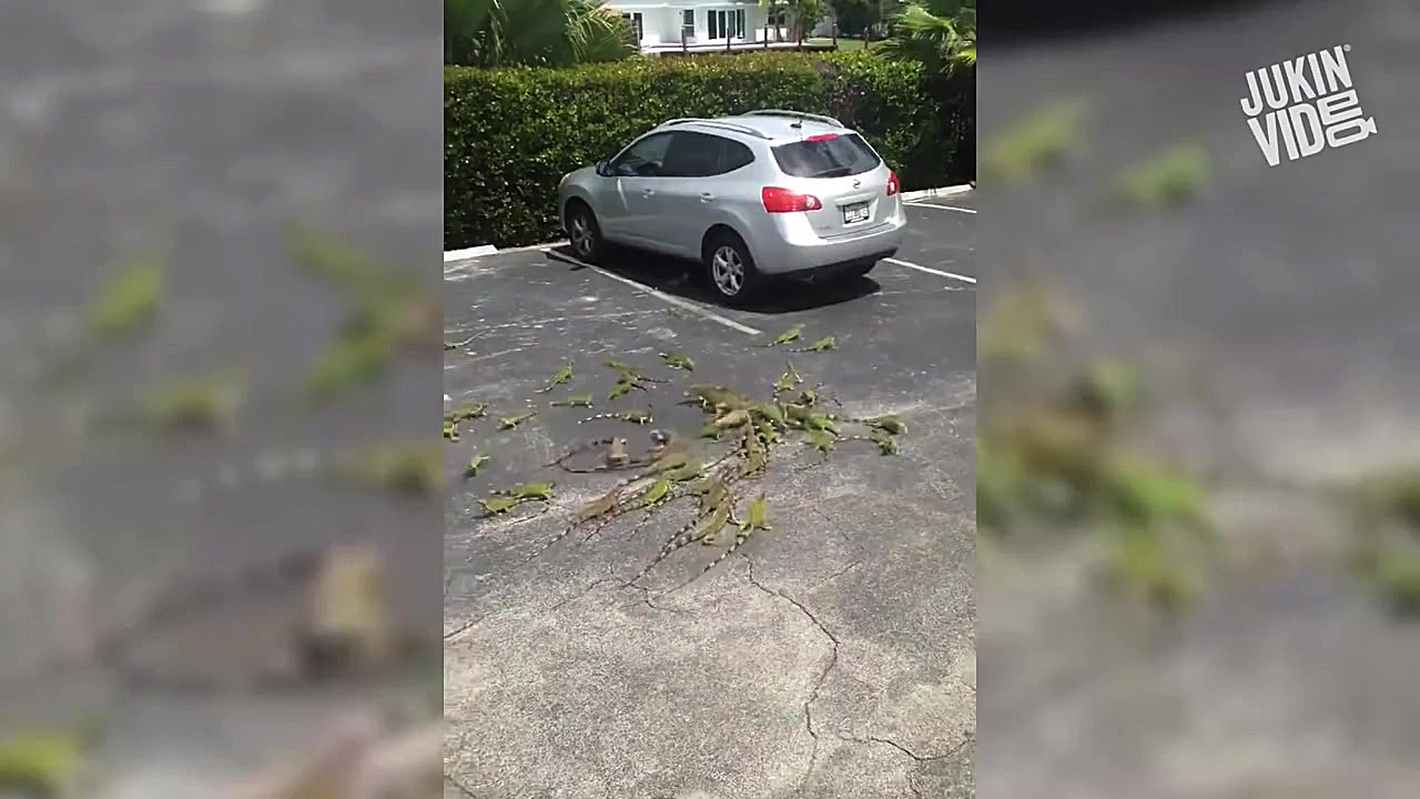 100 ویدئو وایرال سال 2016 | قس...