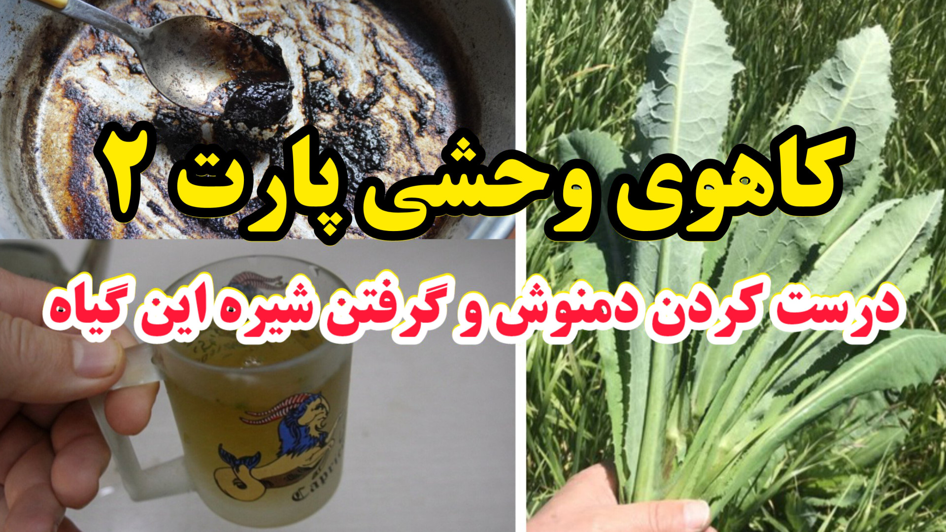 کاهوی وحشی  پاسخ به تمام سوالا...