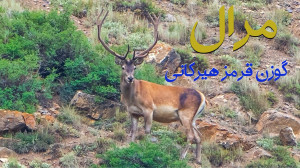 مرال یا گوزن قرمز هیرکانی