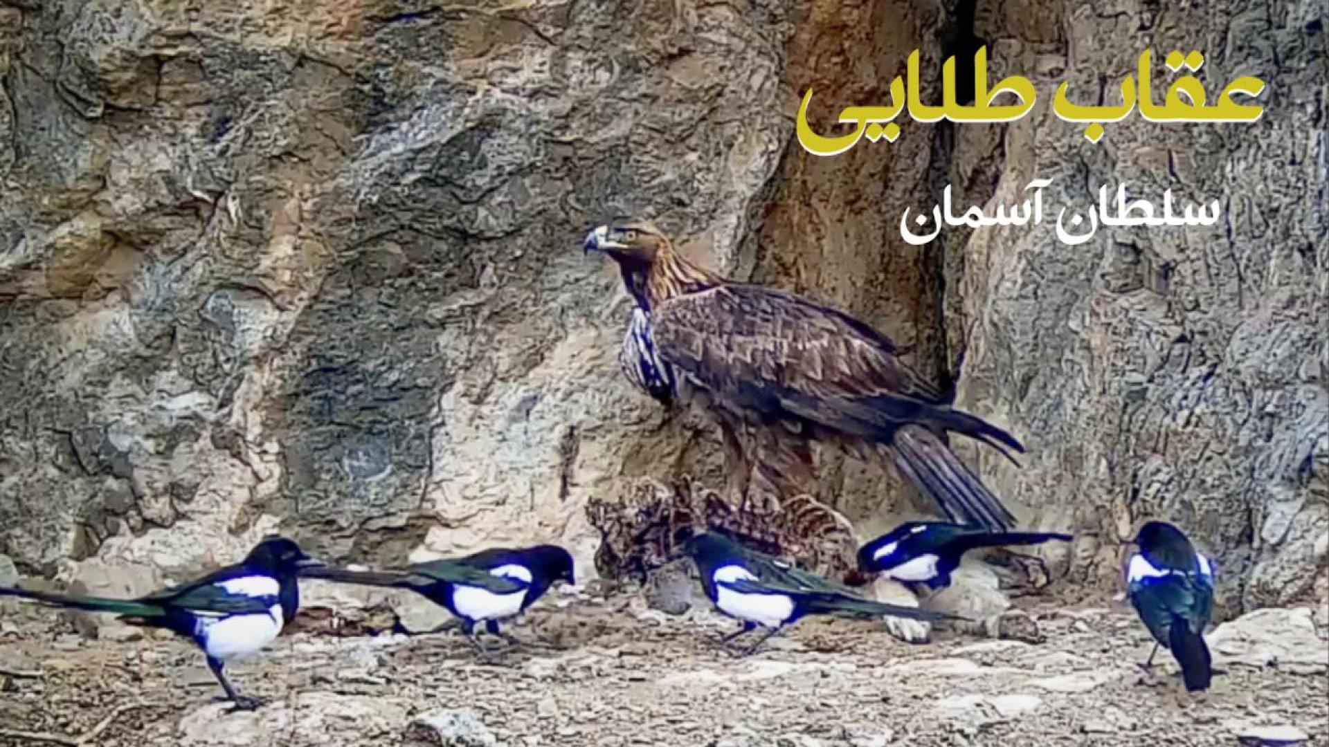 عقاب طلایی بزرگترین عقاب ایران