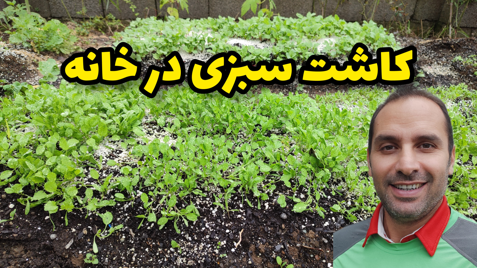 بهترین روش کاشت سبزی در خانه